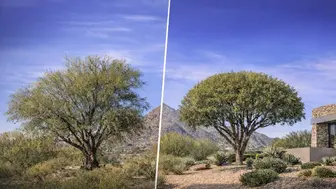 Established Tree and Arborist Care Service Business