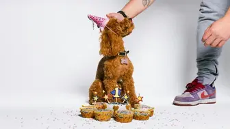 Mobile Pet Treatery & Boutique