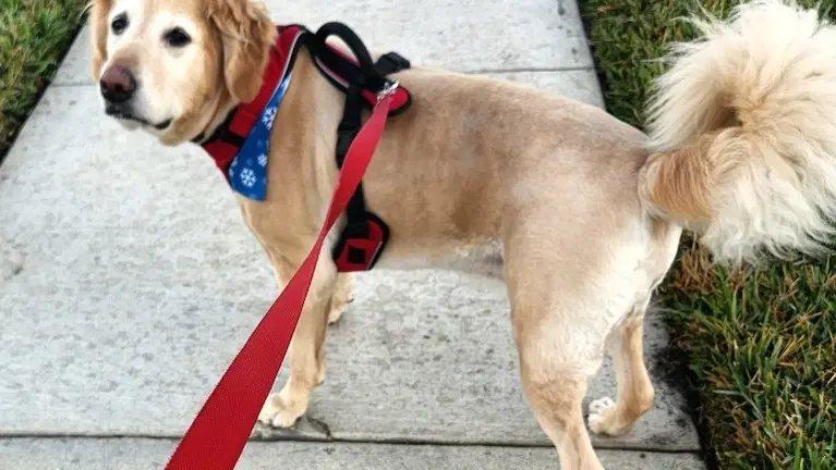 Another fun walk! Another fun walk!