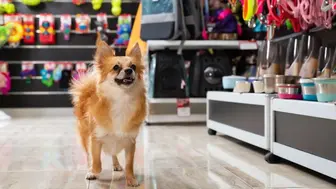 "Pawsome" Opportunity: Thriving Pet Retail Businesses in Edmonton