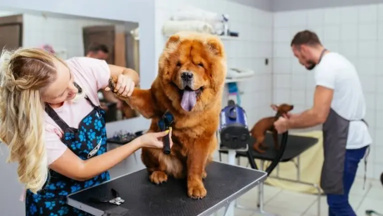 Professional Pet Grooming Business