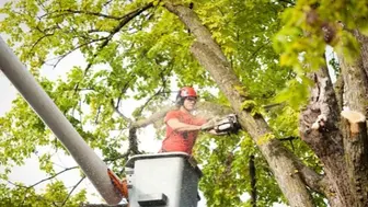 Turnkey Tree Service Franchise – Sarasota / Manatee Counties