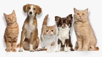 Pet Grooming Business for Sale