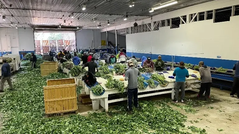 Main Warehouse (Peony Production)