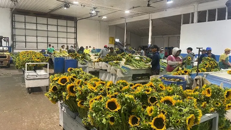 Main Warehouse (Sunflower Production)
