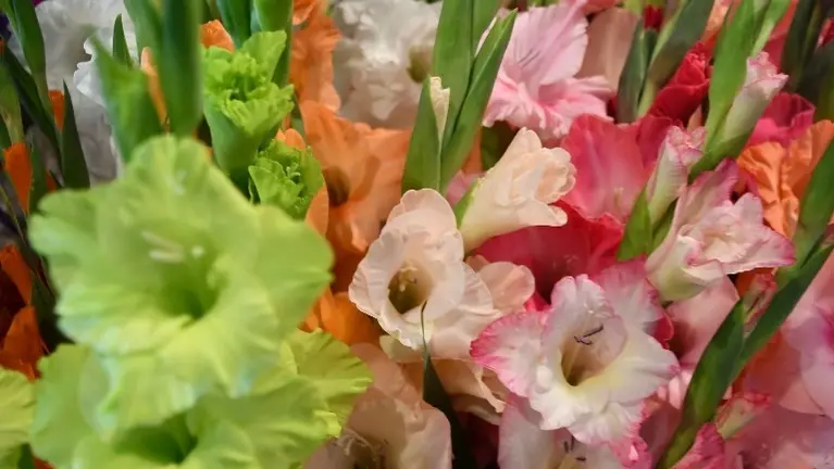 Gladiolus