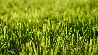 Landscaping and Maintenance