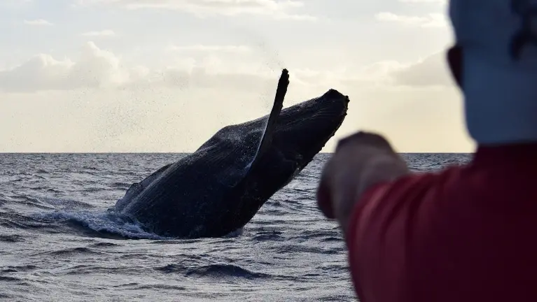 Whale watching tours Whale watching tours