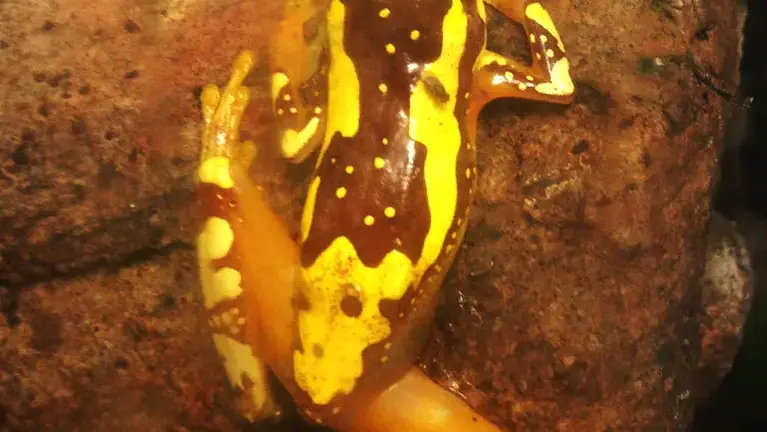 Hourglass Frog