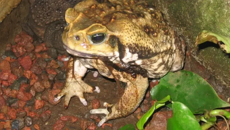 Bufo Frog