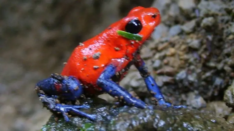 Poison Dart Frog