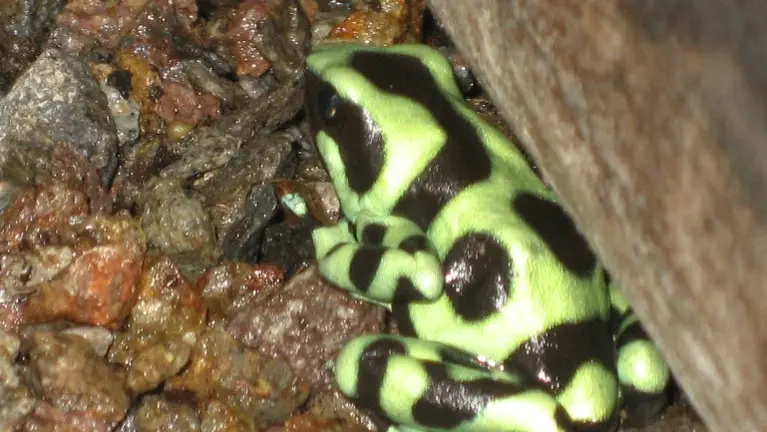 Poison Dart Frog