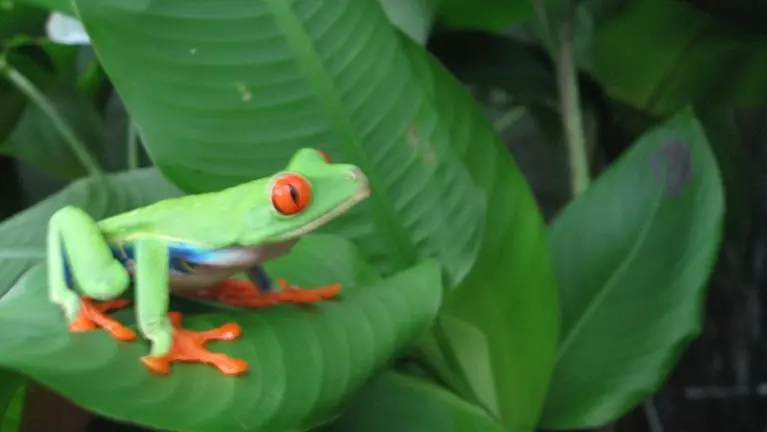 Red eyed Tree Frog