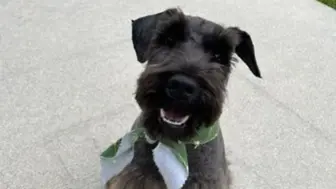 Semi-Absentee Pet Grooming Spa with 30-Year Track Record