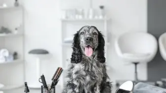 Established Orange County Pet Grooming Business for Sale