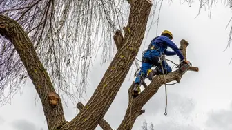 Profitable Tree Service Business - 60%+ Margins