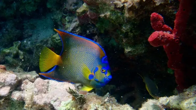 A queen angelfish saying hello to our guests A queen angelfish saying hello to our guests