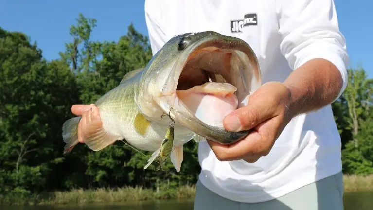 Freshwater Freshwater