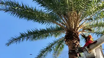 Legacy Pinellas County Tree Care Company Established For 50 Years