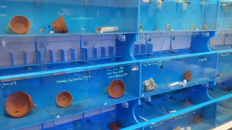 Solid wall of saltwater retail: Four independent acrylic stacks. Each is newly plumbed with its own sump and controllable pump.