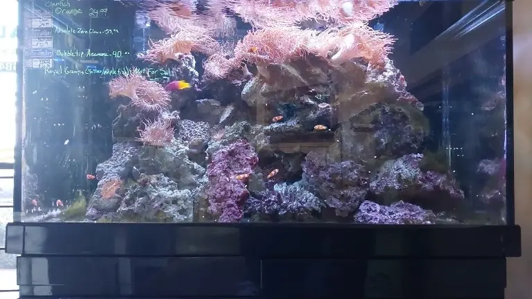 135-Gallon Red Sea MAX S-500: A beautiful display near the front. This Anemone Factory moves anemones and also drives clownfish sales.