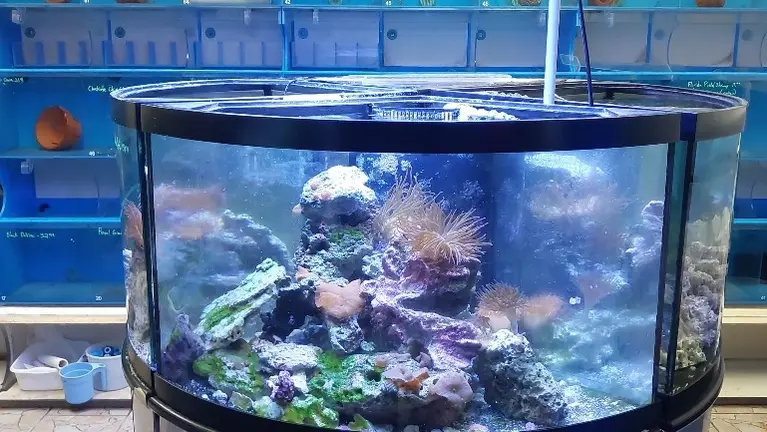 Central 360-degree display: Four 54g tanks with independent sumps for biosecurity. Houses larger fish and soft corals. Blue tank wall in background.