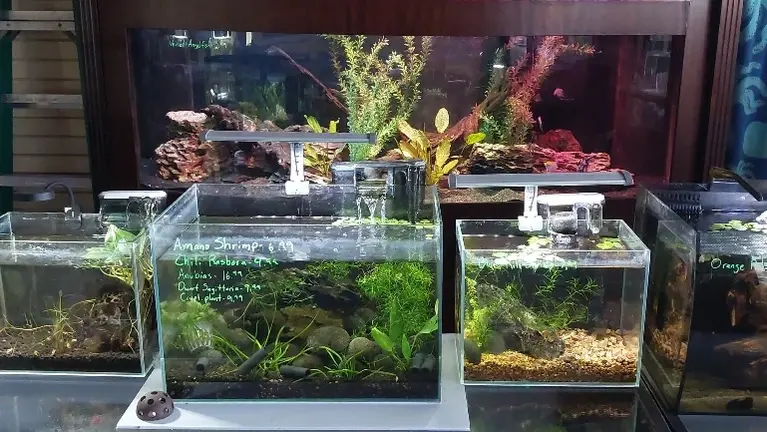 Expanded Freshwater Section: Features a 155-gallon bowfront and nano systems. We specialize in planted tanks, freshwater shrimp, and small fish.
