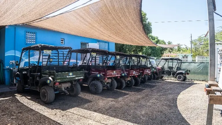 Kawasakis (More included) 