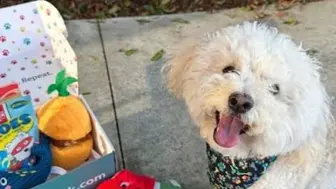 Sniff ‘n Snack – Online Pet Treat & Subscription Brand