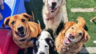 Established Pet Boarding, Daycare & Grooming Facility