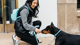 Online Direct to Consumer High End Pet and Gift Products Opportunity