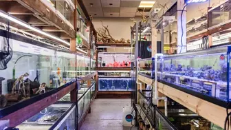 Thriving Established Aqua Store for Sale – Loyal Customers, Strong Rev