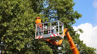 Tree removal and landscape service firm w/$925,000 of equipment
