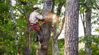 Decades-Strong Tree Service Business with Year-Round Demand