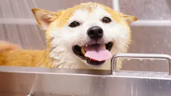 Mobile Pet Grooming Business – Established Clients, Recurring Revenue