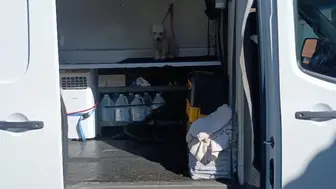 High Demand Mobile Pet Grooming Business – Strong Recurring Revenue