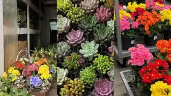 Well-established wholesale Dish Planter and Wholesale Plant Business