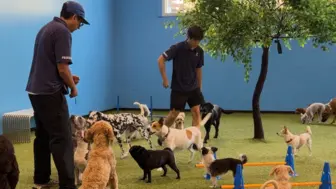 Premium DTLA Pet Care Brand | High-End Buildout + Loyal Client Base