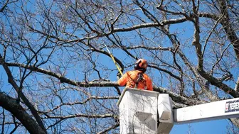 Established Tree Service Co. — Salt Lake County | Commercial Book