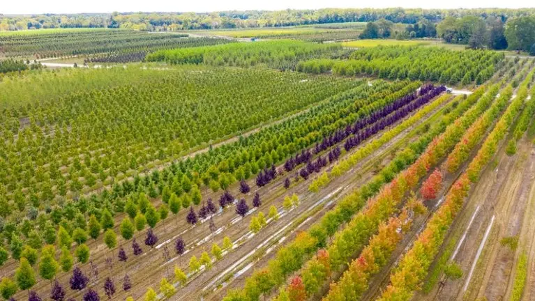 Field Of Trees and Evergreens Field Of Trees and Evergreens