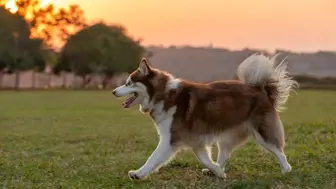 Houston Area Pet Wellness Franchise Service/Retail Store
