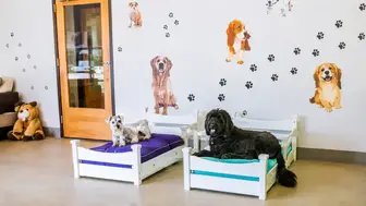 Established Pet Hotel for Sale Agoura Hills, CA 10+ Years 156 Pet Cap.