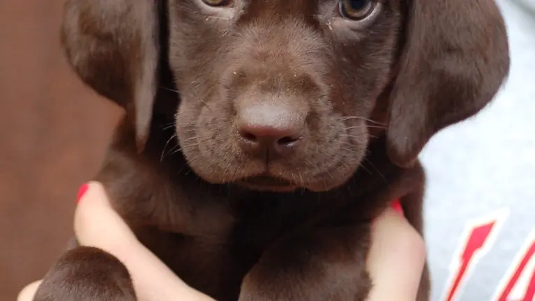 Chocolate Labs Chocolate Labs