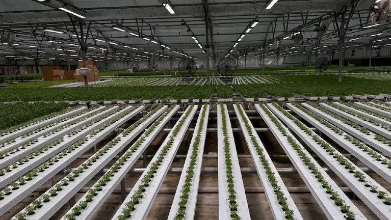Green House Green House