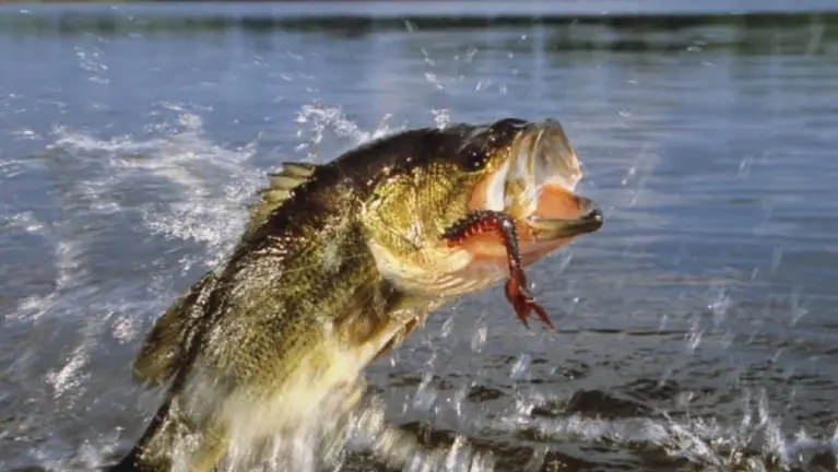 Fresh water Bass and Crappie Fresh water Bass and Crappie