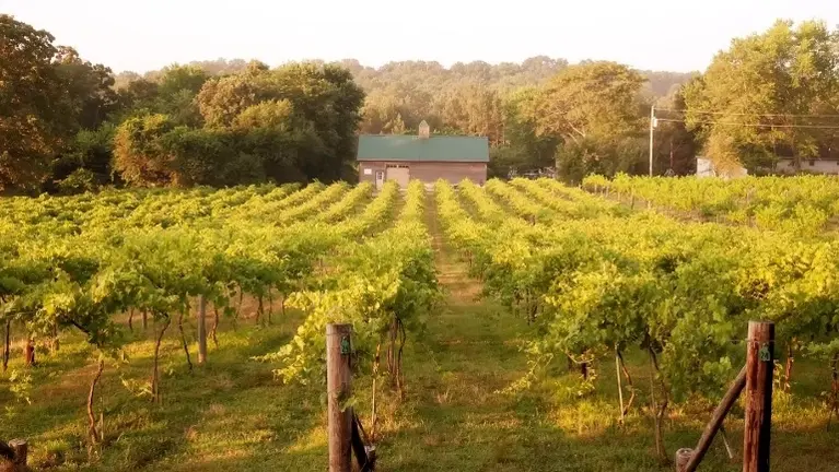 Vineyard Vineyard