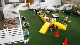 Rare Opportunity | Established Los Angeles Kennel Business