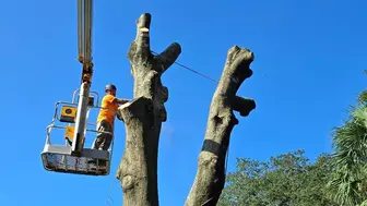 Asset-Heavy Central MA Tree Service