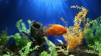 20-Year-Established South Florida Aquarium Store