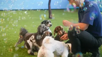 Pawsible Pet Care Services | Highly Profitable | Motivated Seller